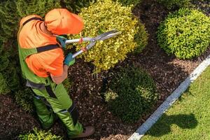 caucásico jardinero y su poda artística trabajo en el jardín foto