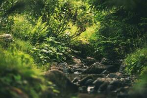 Mountain Creek During Summer Time photo