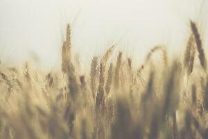 Rye Crops Field Close Up Agricultural Industry photo