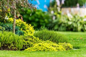 Blooming Spring Time Garden Vegetation photo