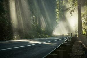 Foggy Morning Sunlight Rays on the California Redwood Highway photo