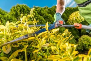 Garden Hedge Shears in Action photo