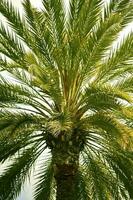 Canary Palm Close-up photo