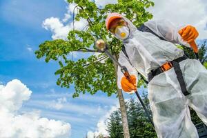 Professional Gardener Spraying Weeds photo