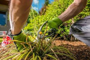 Removing Dead Leaves photo