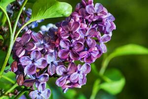 Close Up of Violet Pinky Flowering Lilac photo