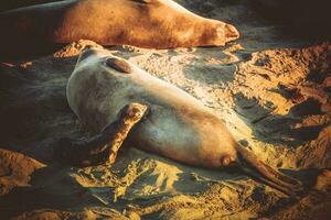 California Coast Elephant Seals Breeding Season photo