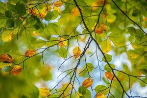 fondo de hojas de otoño foto