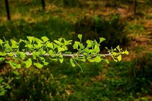 Fresh bright green leaves of ginkgo biloba. Natural leaf texture background. Branches of a ginkgo tree in Nitra in Slovakia. Latin name Ginkgo biloba L. photo