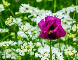 Flower poppy pink on the field close up. Pink opium poppy flower or Papaver Somniferum blooming. photo