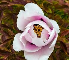 Flowers of the dwarf peony. Blooming tree peony. Close-up. Rocky peony. Floral natural background. photo