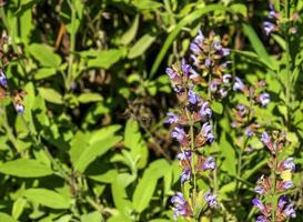 Beautiful Flower, Purple Sage Flowers or Salvia Flowers with Green Leaves in The Garden. photo