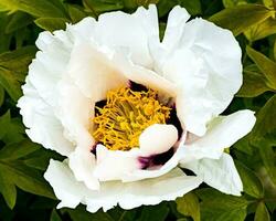 Flowers of the dwarf peony. Blooming tree peony. Close-up. Rocky peony. Floral natural background. photo