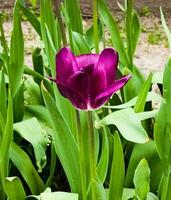 Tulips of the Purple prince variety bloom in the spring park photo