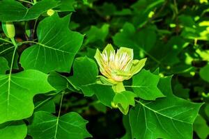 Tulip tree branches with flowers and buds. Latin name Liriodendron tulipifera L photo