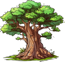 Zeder Baum transparent Hintergrund png