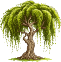 Willow tree Png, Weeping Willow Tree Isolated png