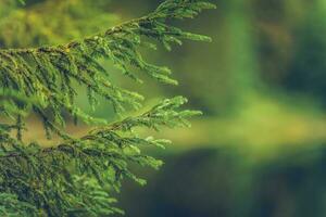 Spruce Branches Background photo