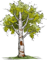 Birke Baum transparent Hintergrund png