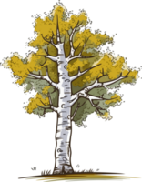 Birke Baum transparent Hintergrund png