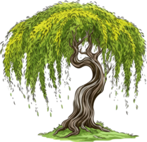 Willow tree Png, Weeping Willow Tree Isolated png