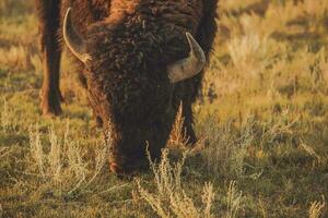 americano bisonte en un pradera cerca arriba foto