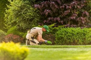 Gardener Weeding Large Beautiful Gardener photo