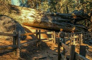 Exploring Giant Sequoia Grove photo