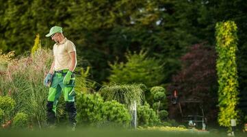 Professional Gardener Inside Modern Backyard Garden photo