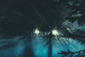 misterioso luces en oscuro bosque durante noche horas foto