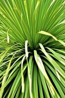 Cactus Plant Close-up photo