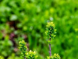 Young spring leaves of Ferghana meadowsweet, an ornamental shrub in a spring garden. Fresh leaves of decorative spirea. photo