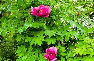 Flowers of the dwarf peony. Blooming tree peony. Close-up. Rocky peony. Floral natural background. photo