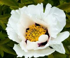 Flowers of the dwarf peony. Blooming tree peony. Close-up. Rocky peony. Floral natural background. photo