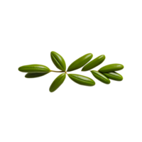 isolated leaves photography, botanical  clipart, graphics, leaves 3d renders, leaves on transparent background png