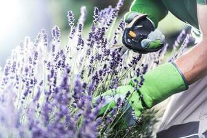 flores y jardinería foto