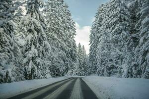 Country Road In Forest Covered With Snow. photo
