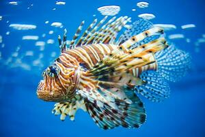 Beautiful Lionfish Close-up photo