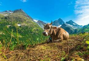alpino región vaca foto