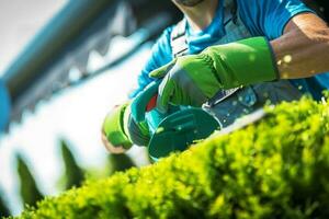 plantas guarnición por jardinero foto