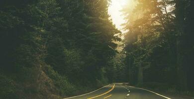 California Redwood Forest Highway Sunset photo