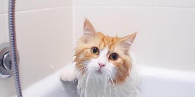 Funny brave cat enjoying bath time photo