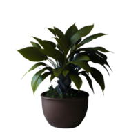 mis en pot plante isolé, mis en pot plante sur transparent arrière-plan, succulent les plantes , intérieur mis en pot végétaux, botanique des cliparts, la photographie mis en pot plante png