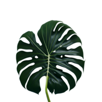 isoliert Monstera Blatt Fotografie, botanisch Clip Art, Grafik, Blätter 3d macht, Monstera Blätter auf transparent Hintergrund png