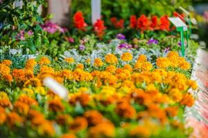 Botanical Garden Mulitcolor Flower Bed. photo