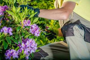 Taking Care of Flowers photo