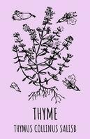 Vector drawings ORIGANUM THYMUS. Hand drawn illustration. Latin name Thymus vulgaris L.