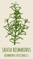 Vector drawings ROSMARINUS OFFICINALIS . Hand drawn illustration. Latin name Salvia rosmarinus.