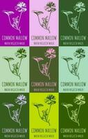 Set of vector drawings COMMON MALLOW  in different colors. Hand drawn illustration. Latin name MALVA NEGLECTA WALLR.