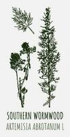 Vector drawings SOUTHERN WORMWOOD. Hand drawn illustration. Latin name ARTEMISIA ABROTANUM L.